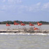 Flamingos and the Gulf Coast 2008