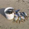 A good catch in Puerto Escondido