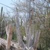 Zapotitlan cactus reserve